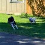 Heather Spaulding \ Staff photo
Milo chases Tag.