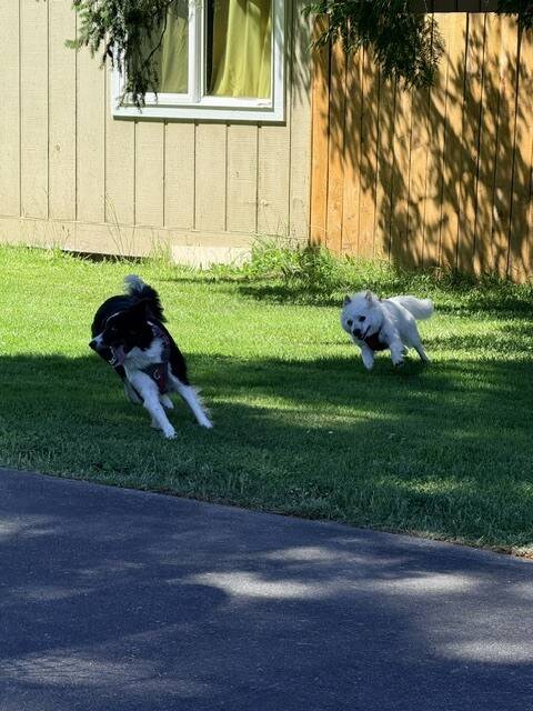 Heather Spaulding \ Staff photo
Milo chases Tag.