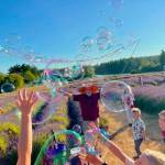 Jessen Carley photo
Bubbles at the Lavender Festival.
