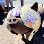 The Brickworks pig dressed in its football gear to welcome the Huskies.
Heather Spaulding /Staff photo