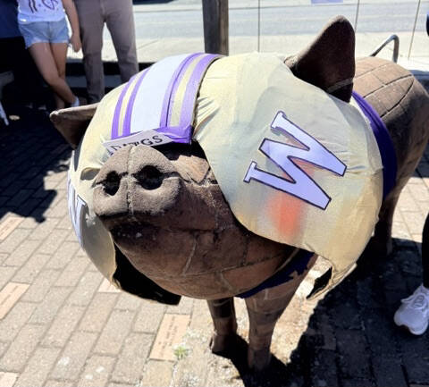 The Brickworks pig dressed in its football gear to welcome the Huskies.
Heather Spaulding /Staff photo